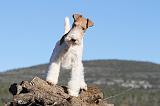 FOX TERRIER 389